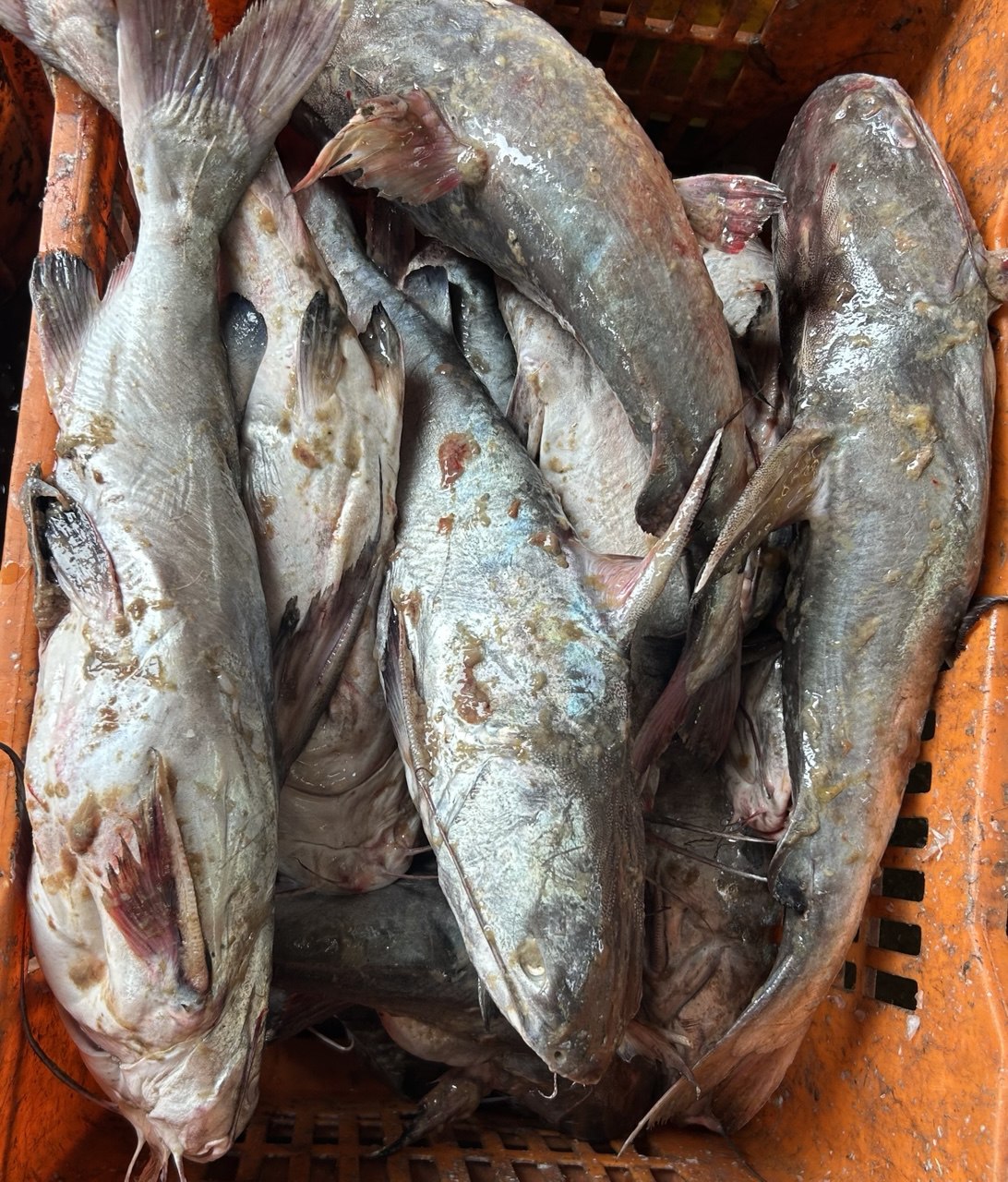 Seafood supplier India